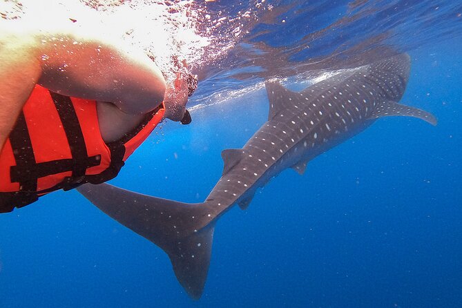 Whale Shark and Snorkeling Adventure from Isla Holbox - Santa Paula and the ceviche lunch