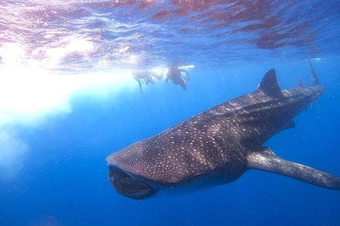 Whale Shark and Snorkeling Adventure from Isla Holbox - Price, timing, and cancellation details