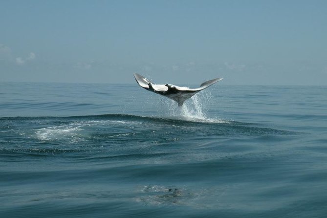 Whale Shark and Snorkeling Adventure from Isla Holbox - The long run to Yum Balam Reserve