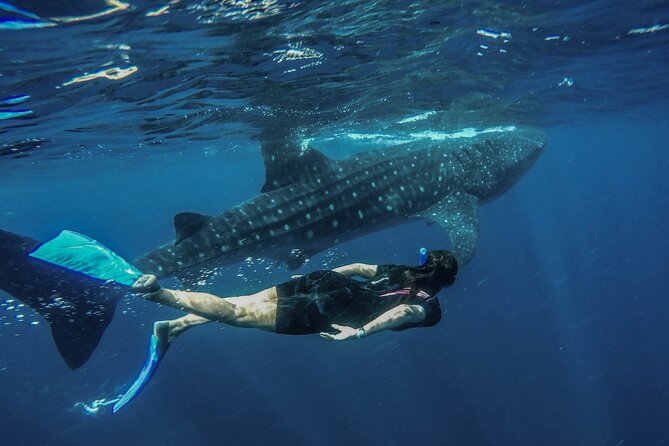 Whale Shark Encounter Full-Day all inclusive Tour from Riviera Maya - Snorkeling and swimming near Isla Mujeres