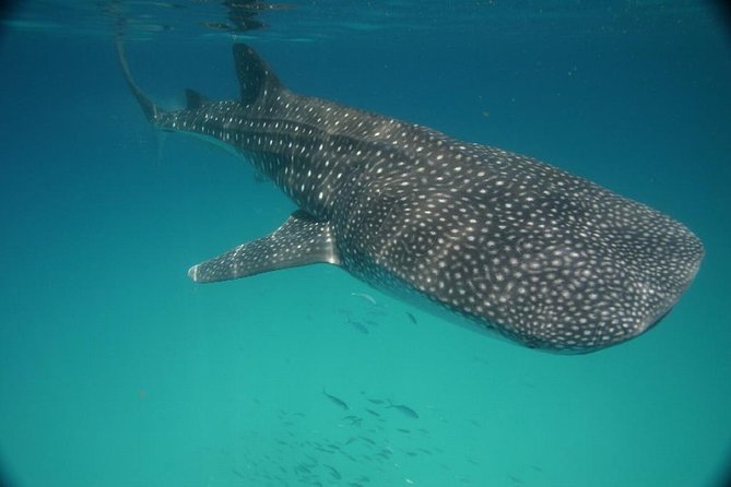 Whale Shark Encounter Full-Day all inclusive Tour from Riviera Maya - Guides, crew, and the small-group promise