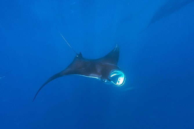 Whale Shark Encounter Full-Day all inclusive Tour from Riviera Maya - Sun protection, sea sickness, and what to bring