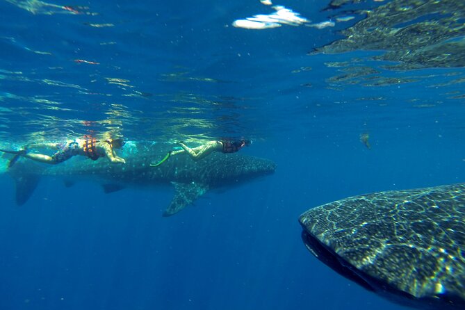 Whale Shark Encounter Full-Day all inclusive Tour from Riviera Maya - Who should book this whale shark tour?