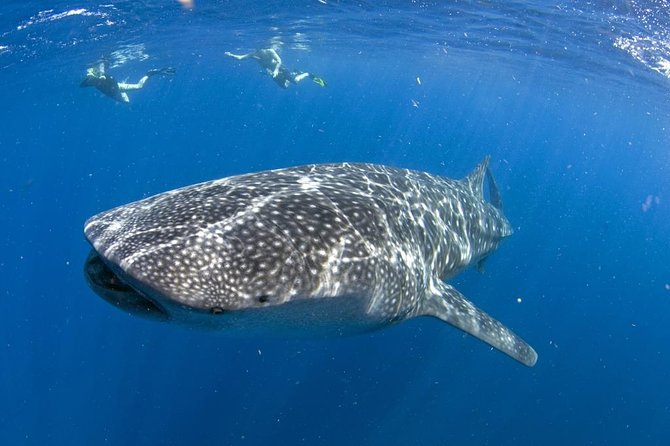 Whale shark encounter Private tour - swim with whale shark cancun - Key points at a glance