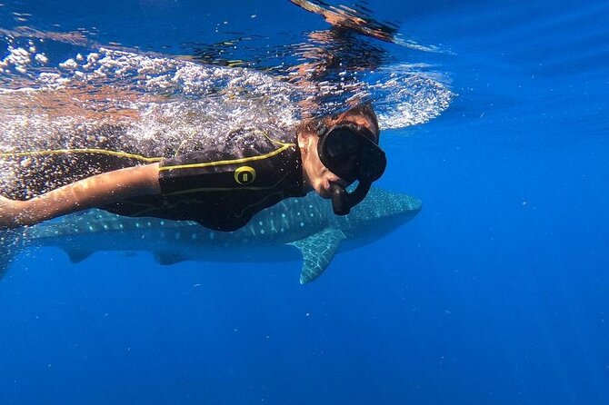 Whale shark encounter Private tour - swim with whale shark cancun - A whale shark morning from Playa del Carmen