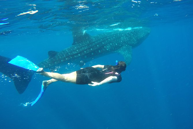 Whale shark encounter Private tour - swim with whale shark cancun - Guides who shape the day