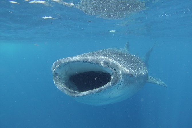 Whale shark encounter Private tour - swim with whale shark cancun - Transfers, timing, and what to bring