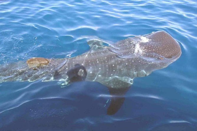 Whale Shark Group Adventure from Isla Holbox - Starting at 6:30 a.m. near the ferry pier