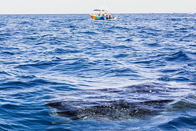 Whale Shark Group Adventure from Isla Holbox - What the $203.12 price really covers