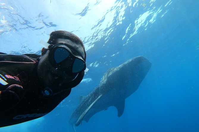 Whale Shark Group Adventure from Isla Holbox - The Gulf crossing can take two hours