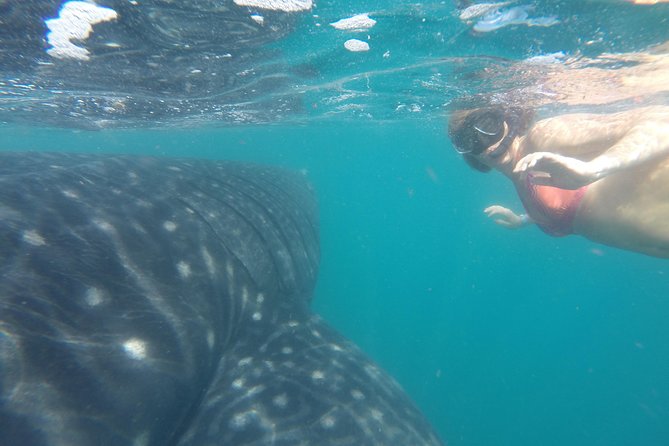 Whale-Shark Snorkeling Excursion to La Paz - Lunch after the boat ride