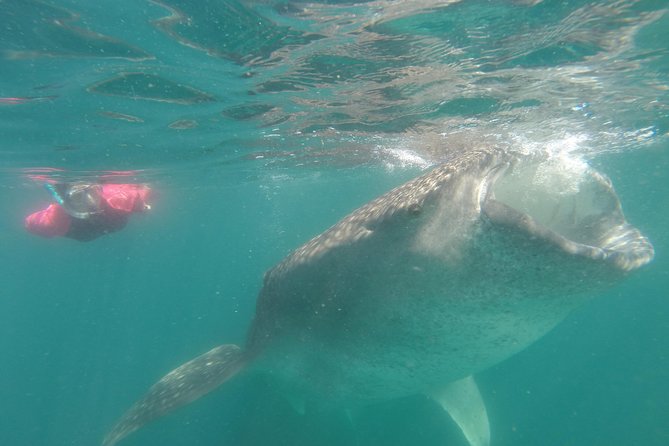 Whale-Shark Snorkeling Excursion to La Paz - Why the small group matters