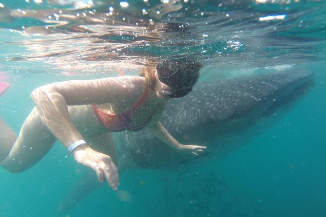 Whale-Shark Snorkeling Excursion to La Paz - Weather, fitness, and booking rules