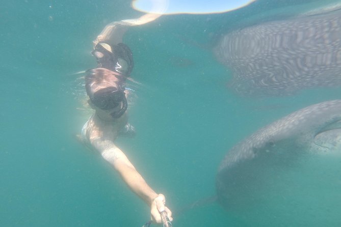 Whale-Shark Snorkeling Excursion to La Paz - Who should book this whale-shark trip