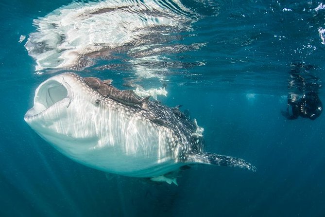 Whale-Shark Snorkeling Excursion to La Paz - What the snorkeling portion feels like