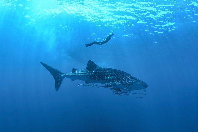 Whale Shark Snorkeling Experience from Cancun and Riviera Maya - Key points to know before booking