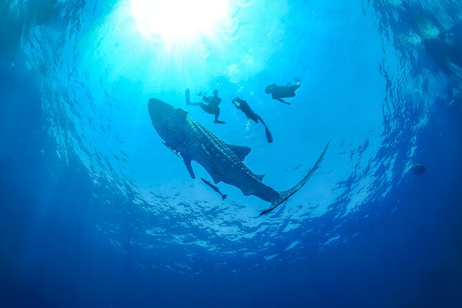 Whale Shark Snorkeling Experience from Cancun and Riviera Maya - Swimming with 35-foot whale sharks
