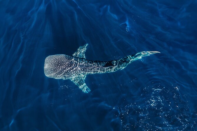 Whale Shark Snorkeling Experience from Cancun and Riviera Maya - Why the wildlife rules matter