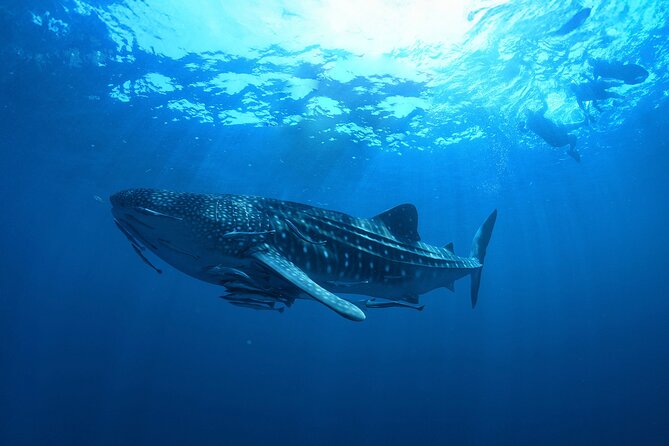 Whale Shark Snorkeling Experience from Cancun and Riviera Maya - Price and what you receive for $229