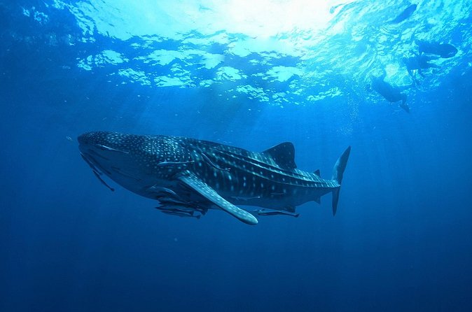 Whale Shark Snorkeling Experience from Cancun and Riviera Maya - Who should book this excursion