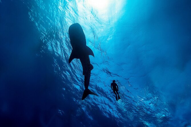 Whale Shark Snorkeling Experience from Cancun and Riviera Maya - How the Punta Sam departure works