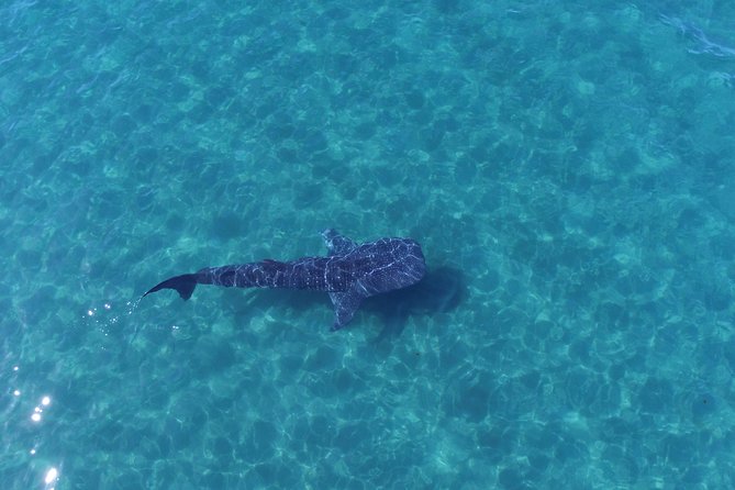 Whale Shark snorkeling tour in a reduced group with local marine biologist - Meeting in central La Paz and preparing for the water