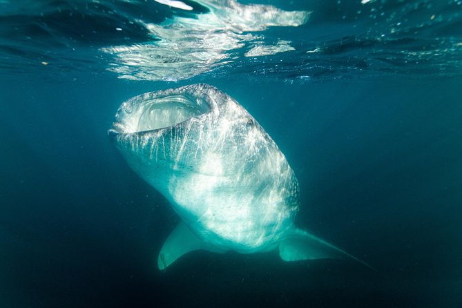 Whale Shark snorkeling tour in a reduced group with local marine biologist - Learning the rules from a marine biologist