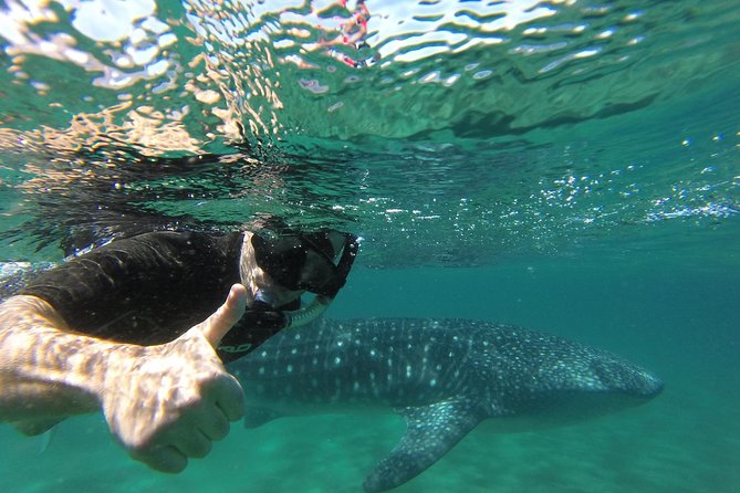 Whale Shark snorkeling tour in a reduced group with local marine biologist - Respectful viewing, not a chase