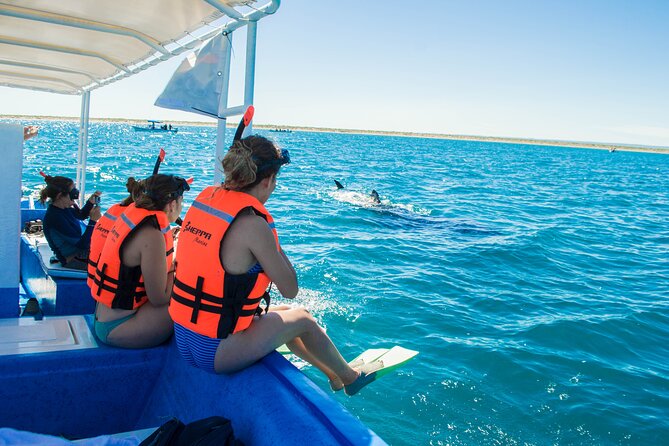 Whale Shark snorkeling tour in a reduced group with local marine biologist - Who will enjoy this La Paz whale shark tour