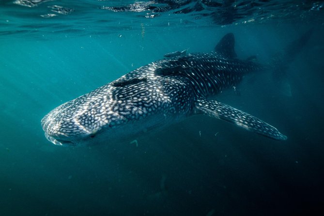 Whale Shark snorkeling tour in a reduced group with local marine biologist - The ride into La Paz Bay
