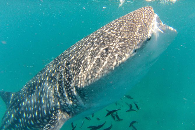 Whale Shark Swim Adventure in La Paz - Key points to know before you book