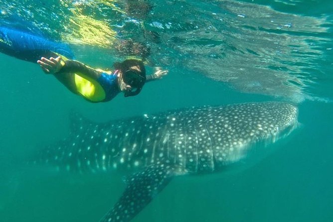 Whale Shark Swim Adventure in La Paz - Why swimming with La Paz whale sharks feels special