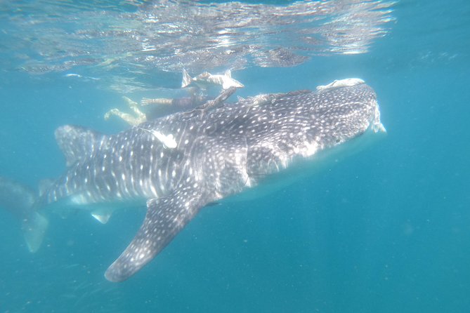 Whale Shark Swim Adventure in La Paz - What the 50-minute swim is really like