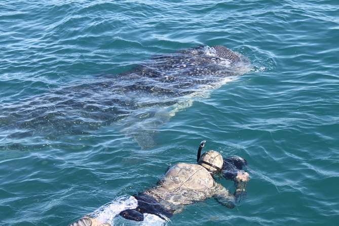 Whale Shark Swim Adventure in La Paz - Snacks, equipment, and crew care