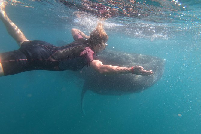 Whale Shark Swim Adventure in La Paz - Is $110 a fair price?