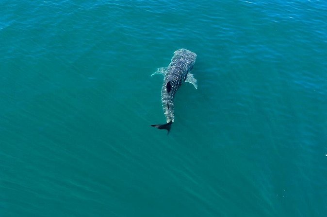 Whale Shark Swim Adventure in La Paz - Who should book this encounter