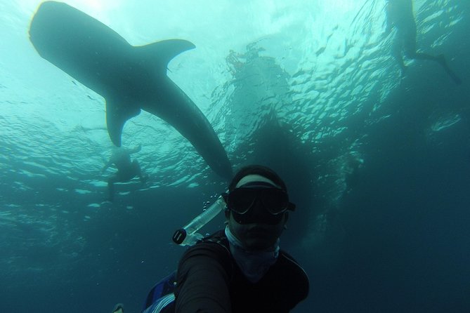 Whale Shark Swim Adventure in La Paz - The boat ride across the Sea of Cortez