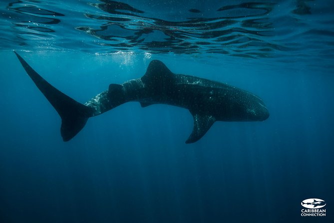 Whale Shark Swimming and Isla Mujeres Beach Tour - Leaving Cancun before sunrise