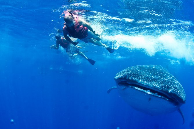 Whale Shark Swimming and Isla Mujeres Beach Tour - What the whale shark swims feel like
