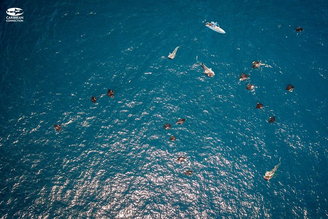 Whale Shark Swimming and Isla Mujeres Beach Tour - Why the weather matters so much