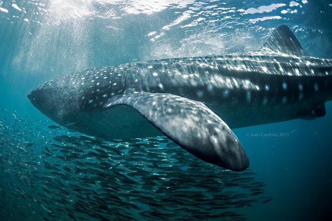 Whale Shark Swimming and Isla Mujeres Beach Tour - Who will enjoy this most