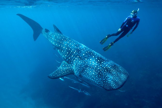Whale Shark Swimming and Isla Mujeres Beach Tour - The long run to the protected whale shark area