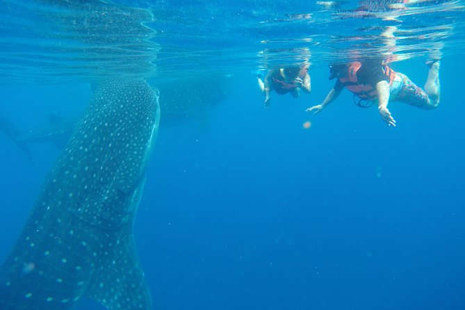 Whale Shark Tour from Cancun and Playa Del Carmen - Key points to know before you book