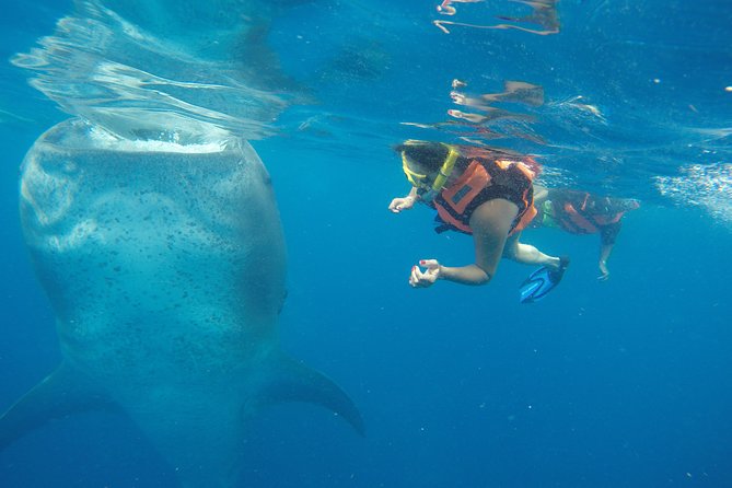 Whale Shark Tour from Cancun and Playa Del Carmen - Punta Sam to the protected area by small boat