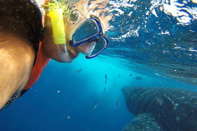 Whale Shark Tour from Cancun and Playa Del Carmen - Sun protection without sunscreen in the water
