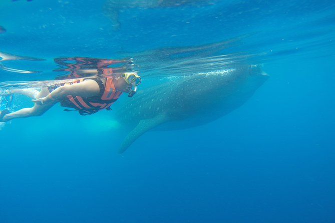 Whale Shark Tour from Cancun and Playa Del Carmen - Lunch and the stop at Playa Norte