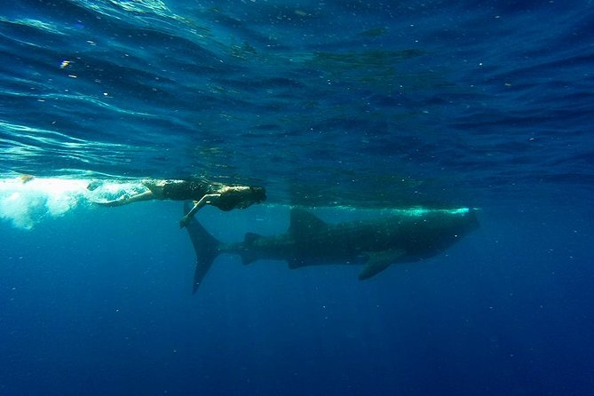 Whale Shark Tour from Cancun and Playa Del Carmen - Price, group size, and the real value