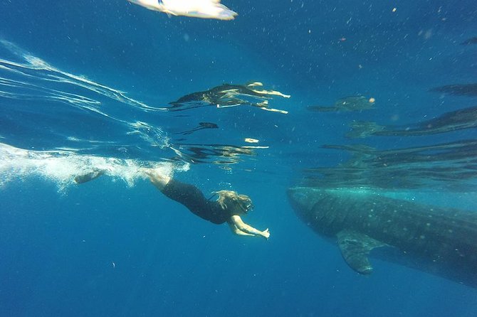 Whale Shark Tour from Cancun and Playa Del Carmen - Who will enjoy this tour most