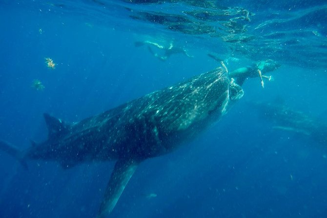 Whale Shark Tour from Cancun and Playa Del Carmen - Should you book the Cancun whale shark tour?