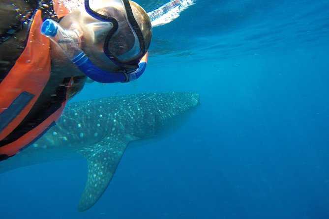Whale Shark Tour from Cancun and Playa Del Carmen - How the whale shark swims are organized